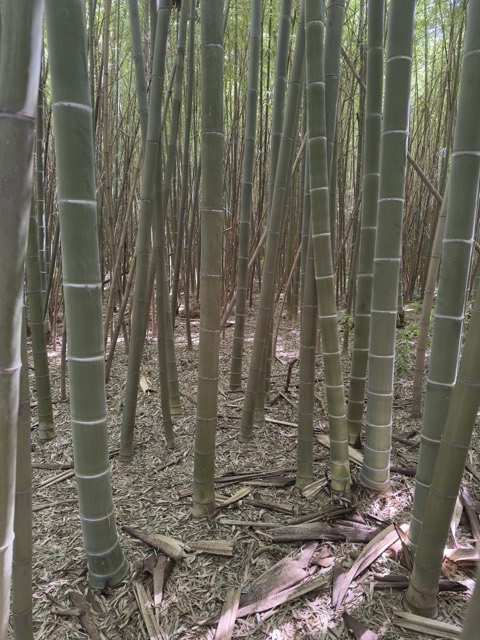 Interno di una foresta di bambù gigante