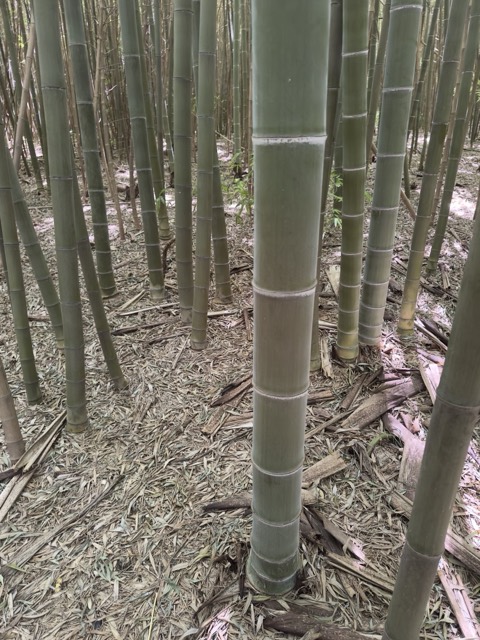 Canne di bambù gigante