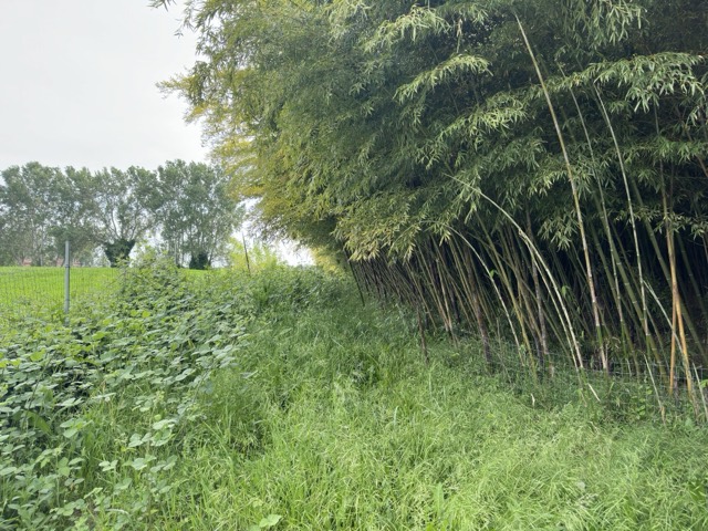 Foresta di bambù tra i campi
