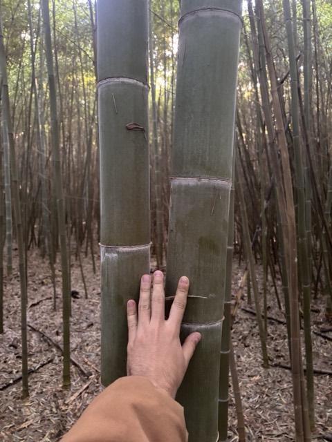 Una mano sulla canna di bambù gigante
