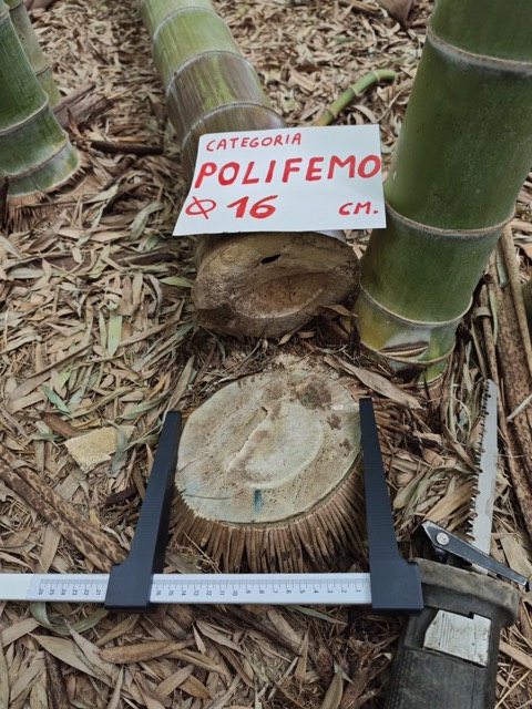 Sezione di una canna di bambù gigante misurata col calibro